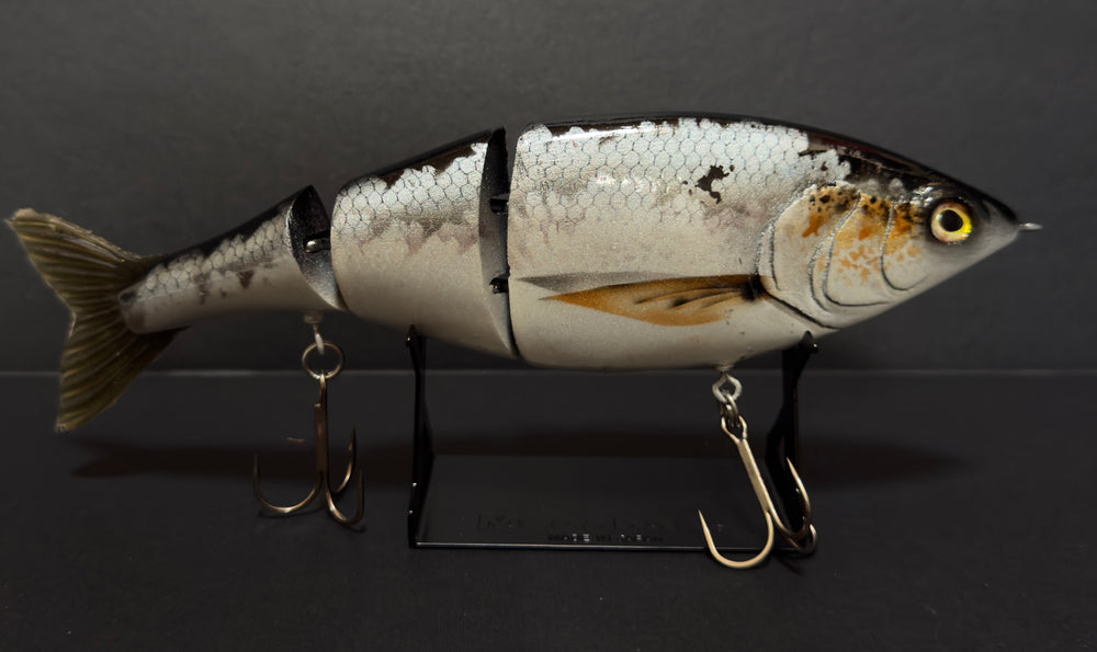 DS Custom 3 pc Shad 8" - Premium 3-Piece Jointed Swimbait (Shad Colorway)